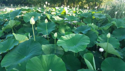 La Rondanina - Foto 5, Garden, Garden view