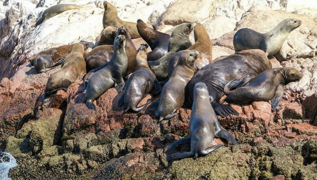 Escursione a Ica e Huacachina + Isole Ballestas - Foto 3