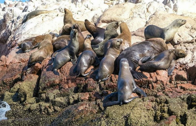 Excursión a Ica y Huacachina + Islas Ballestas - Foto 3