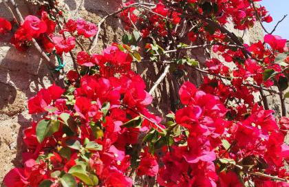 Vicolo degli Osci - Photo 38