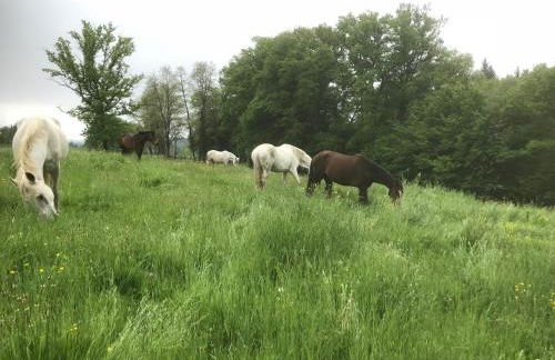 Gite la pause corrézienne - Foto 16