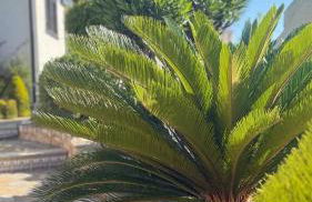 Lobo en Cabo Apartment, Cabo Roig , Orihuela Costa - Photo 28