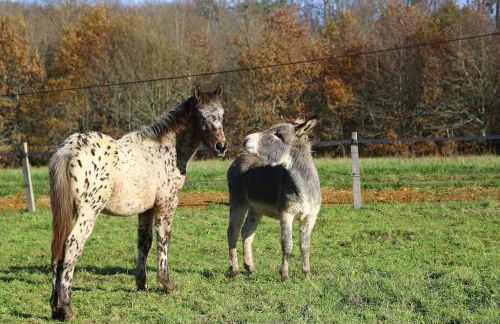 Evadez-vous à la ferme ! - Foto 30
