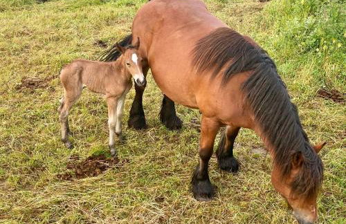 Apartamentos Nel I - Foto 56