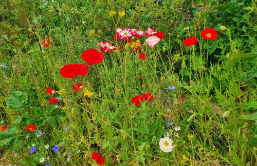 Double Decker Bus on an Alpaca Farm Sleeps 8 - Foto 100