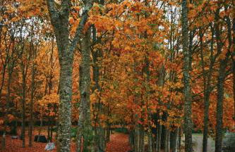Quinta das Fontes - Alojamento Rústico Local e Turismo Rural - Foto 36
