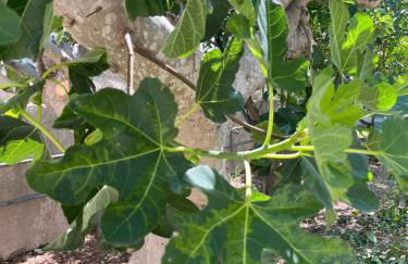 Il Cottage di Wanda - Foto 21