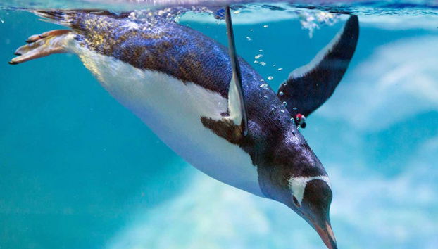 Entrada a SEA LIFE® Melbourne - Foto 3