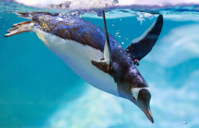 Entrada a SEA LIFE® Melbourne - Foto 3