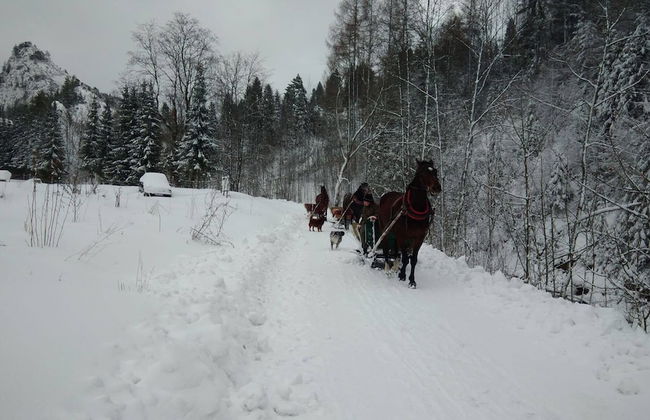 Jaworki Green Dream - Foto 80