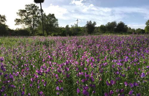 La Casa Amarilla de Cercedilla - Foto 33