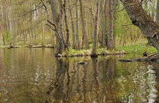 Ferienhaus in der historischen Altstadt von Angermünde - Foto 34