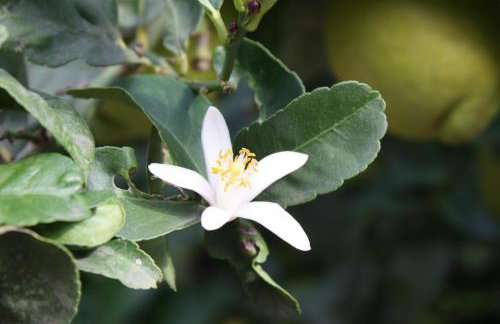 El Limonar De Mallorca - Foto 16