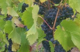 Auszeit mit Moselblick -klimatisiert- - Foto 24