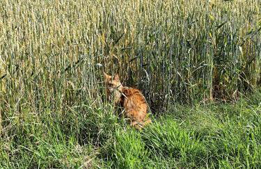 Domki pod skarpą Zator 27 - Foto 16