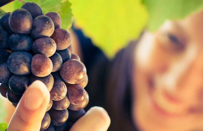 Visita a Quinta Sardonia - Foto 6