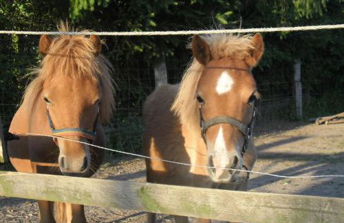 Zimmer und Apartment Rosi - Foto 56