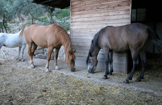 Agriturismo Istrice Innamorato - Foto 41