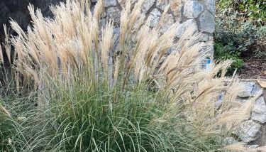 La Mandorla Salata - Foto 2