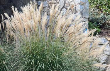 La Mandorla Salata - Foto 2