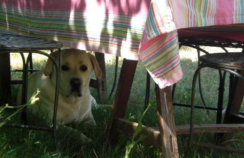 Château de Peyrolles - Photo 62