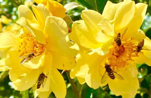 La Vie en rose - Foto 63