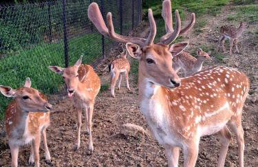 Siedlisko Sielska Dolina Nad Stawem luksusowy domek całoroczny z fińską sauną - Foto 16