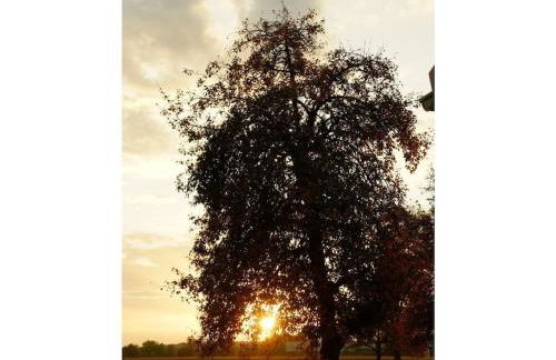 Guesthouse Trostelhof 4 - Photo 40