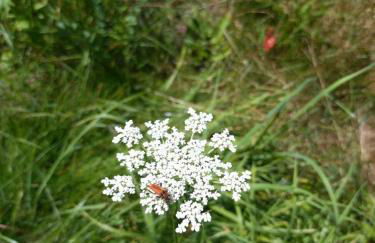 Fewo Schnuckenheide - Foto 20