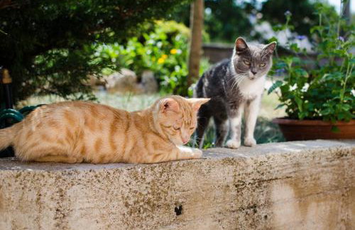 Apartment Alex - Photo 28