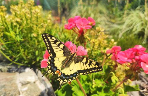 Kwietna łąka na szlaku - Foto 24