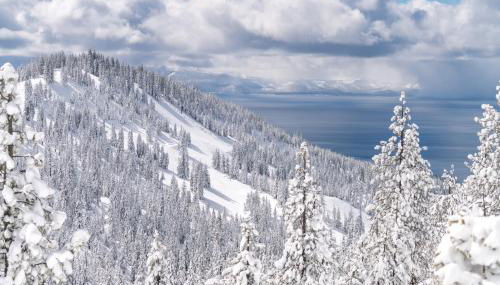 Peace Among the Pines - Foto 2