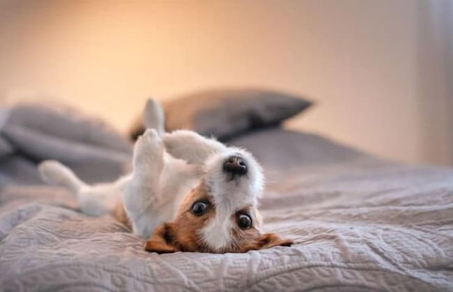 Apartamentos Palmera Beach - Foto 5