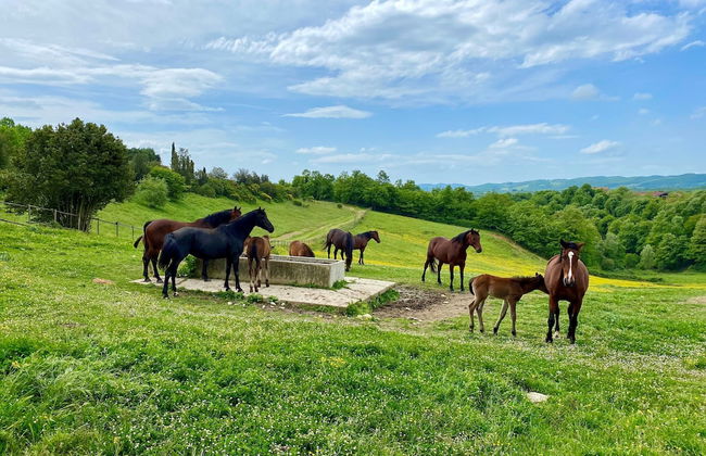 Poggiovalle Tenuta Italiana - Foto 30