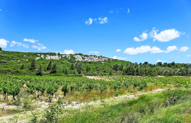 Les Vendanges - Foto 27