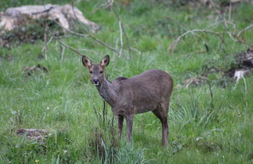 Gîte La Cabuche proche du zoo de Beauval - Foto 27