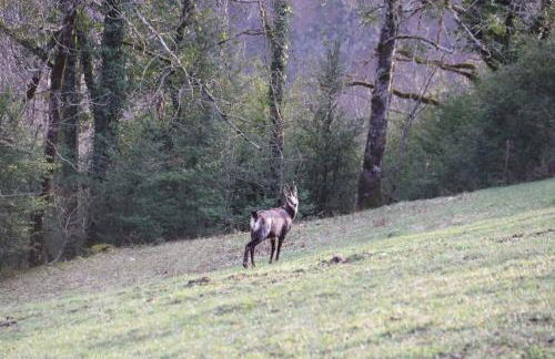 Au Coeur de Prémanon - Foto 40