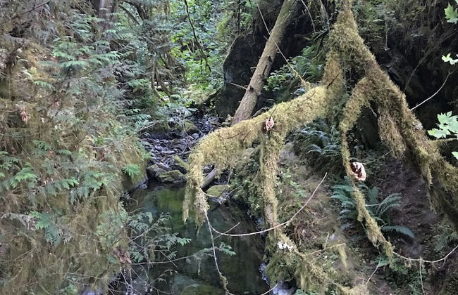 The Great Escape Secluded with Hot Tub - Foto 31