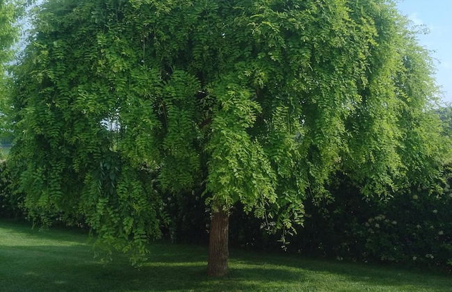 Cascina Cortine - Foto 44