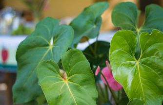 Fazenda Santa Thereza - Itapira - Foto 70