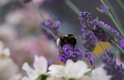 Pension Limone Ferienwohnung 1 - Foto 9