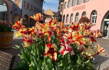 Barocke Stadtvilla Ophelia nahe Europapark 45qm 1,5 Zi Studio - Foto 22