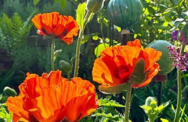 Wohnen im Fachwerk - Ferienwohnung Fenja - Foto 33