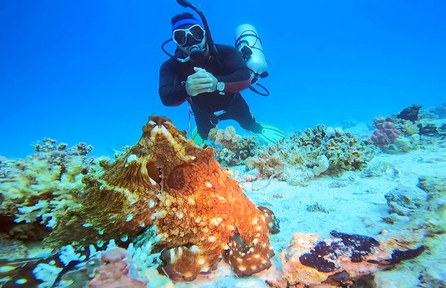 Bautismo de buceo en el Mar Rojo - Foto 20