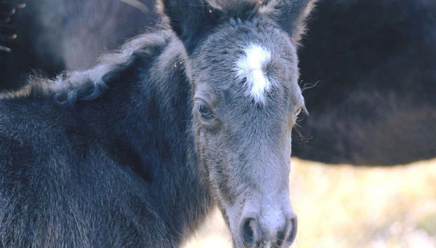 Un cheval dans la réserve