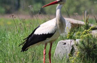 Chatka w lesie - Foto 48