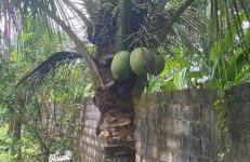 Chácara Gomes - Caiubura - Bertioga - Foto 46