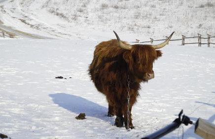 Domy Konesera - Foto 35