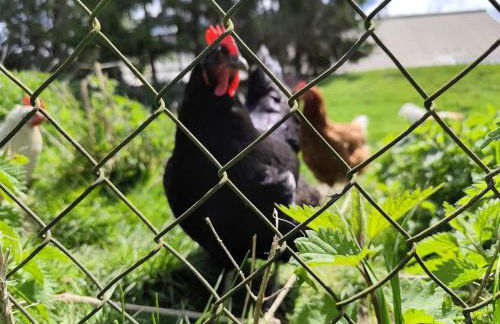 Hüttenwiesenhof Ketterer - Photo 25