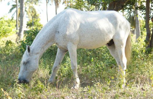 Refúgios Parajuru - Photo 47